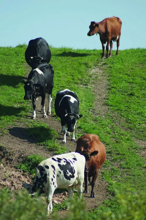 Vacas pastando en un potrero