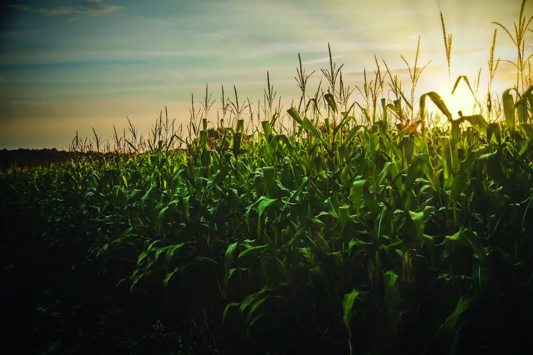 Cultivo de maíz al atardecer