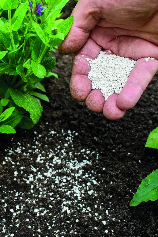 Mano con fertilizante granulado sobre el suelo, junto a plantas jóvenes