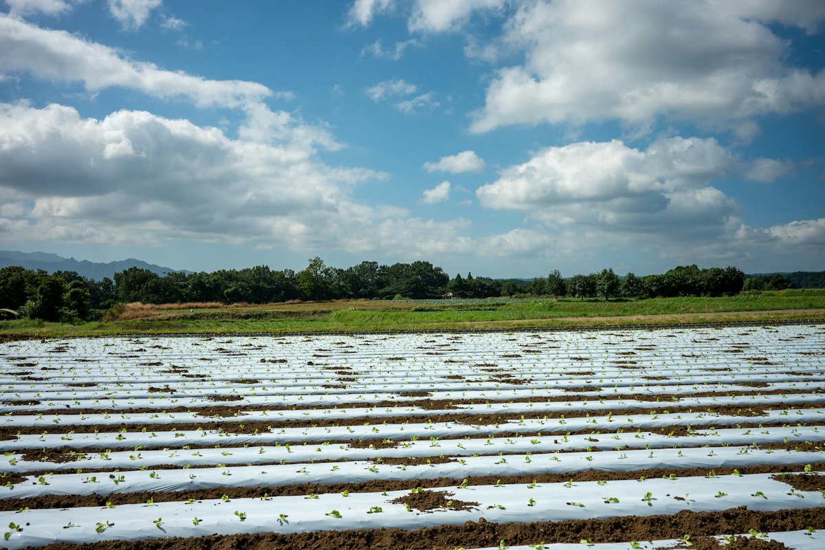 Surcos sembrados con plántulas sobre mulch plástico blanco